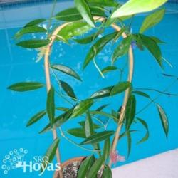 Location: SRQHoyas
Hoya chlorantha var. tuituilensis SRQ 3071