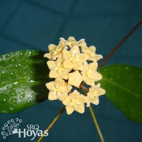 Photo of Hoya (Hoya dimorpha) uploaded by SRQHoyas