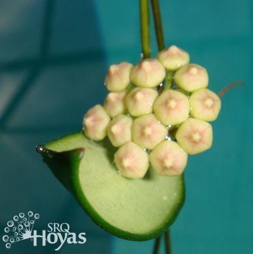 Photo of Wax Plant (Hoya davidcummingii) uploaded by SRQHoyas