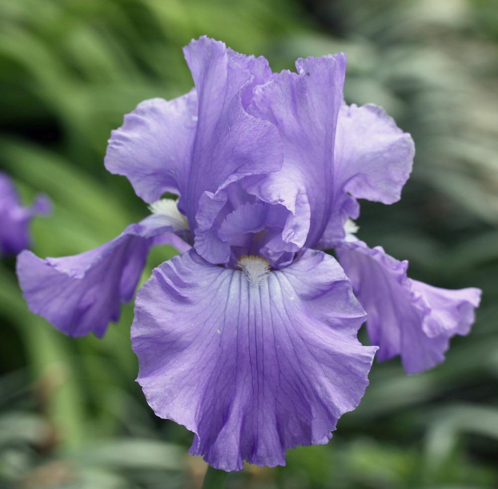 Photo of Tall Bearded Iris (Iris 'Full Tide') uploaded by Snork
