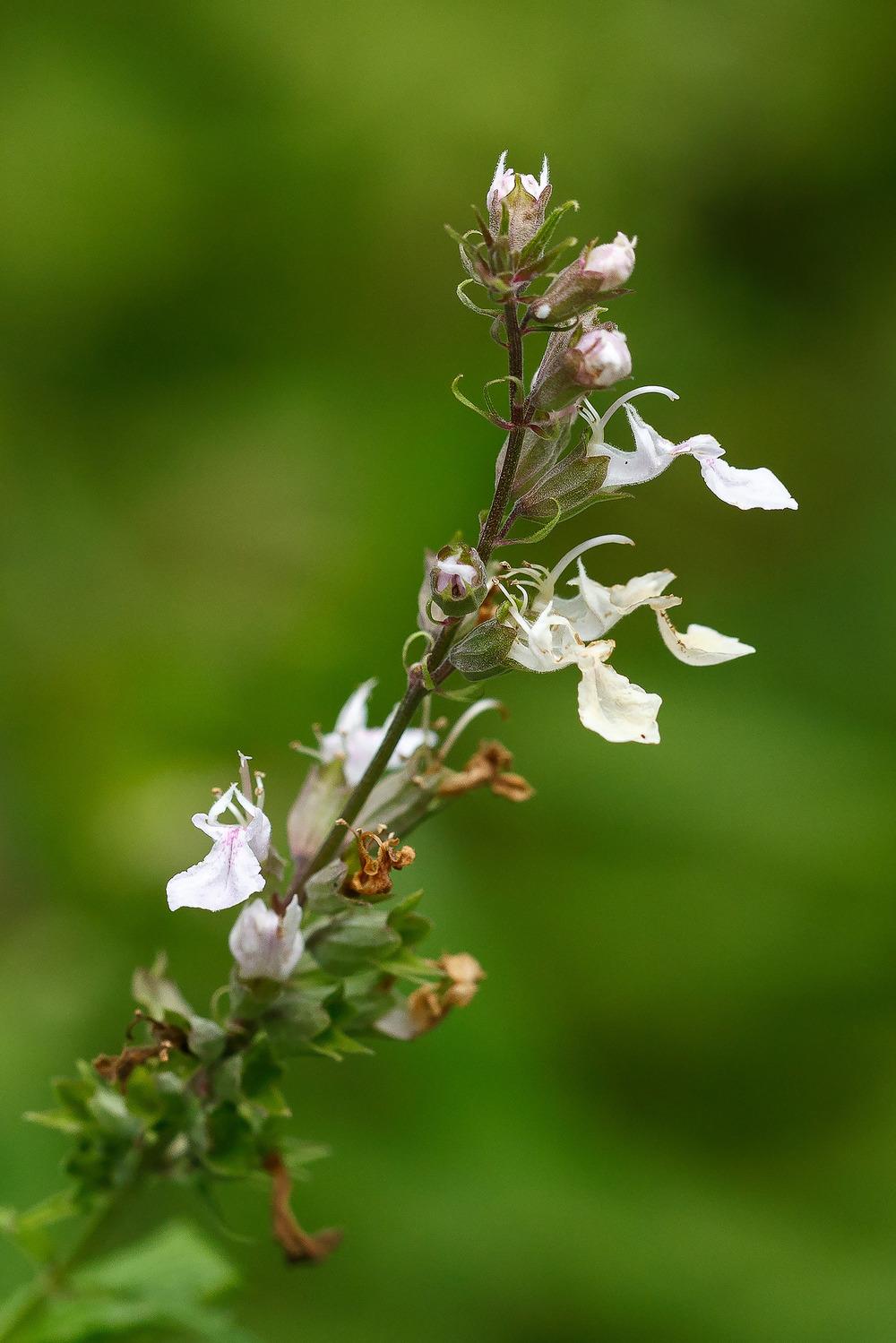 Photo of American Germander (Teucrium canadense) uploaded by admin