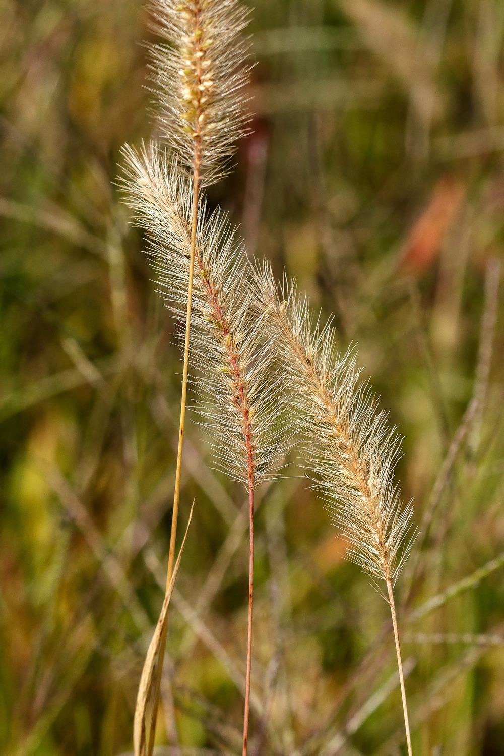 Photo of Yellow Foxtail (Setaria helvola) uploaded by admin