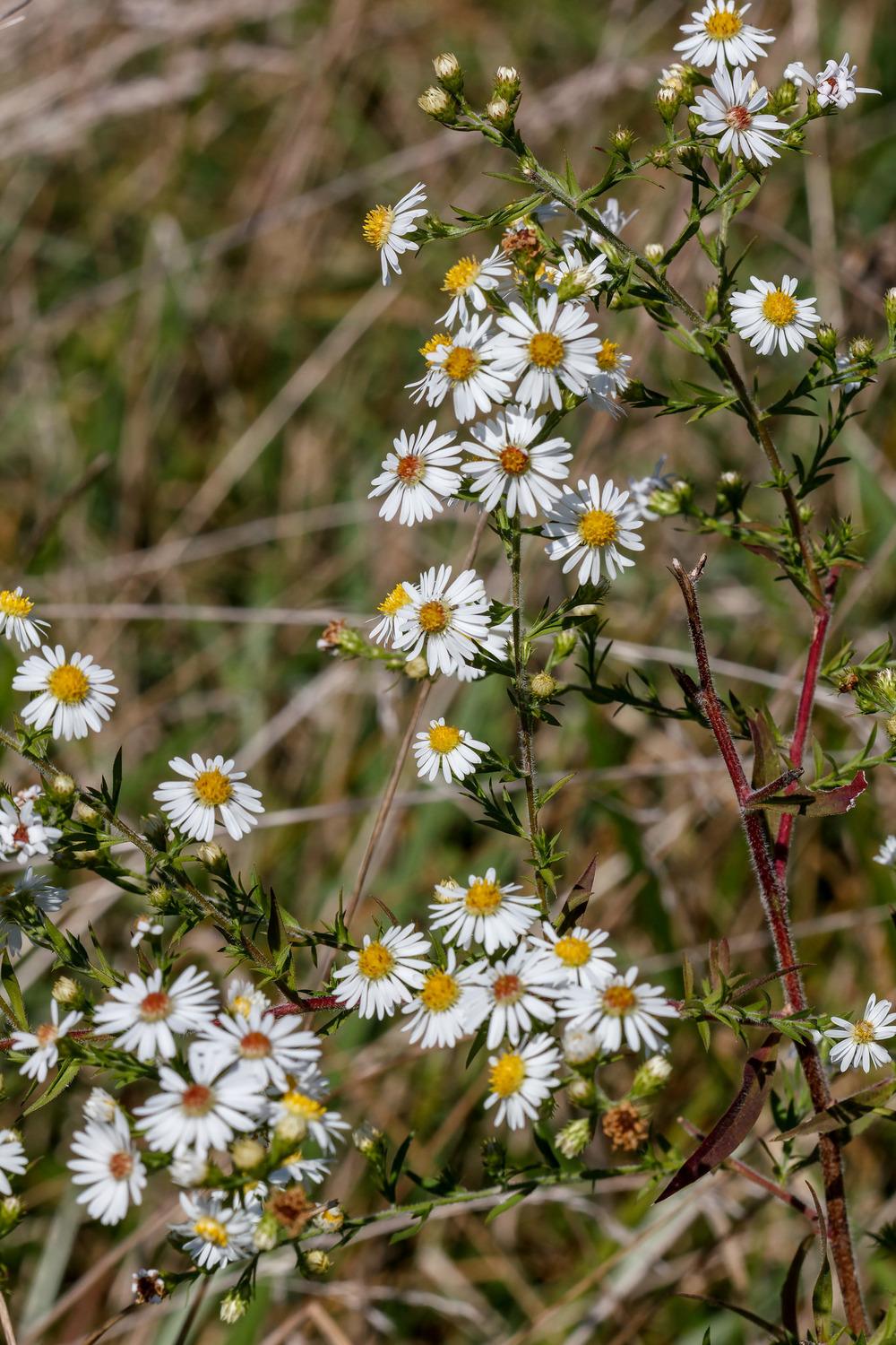 Photo of Hairy Aster (Symphyotrichum pilosum) uploaded by admin