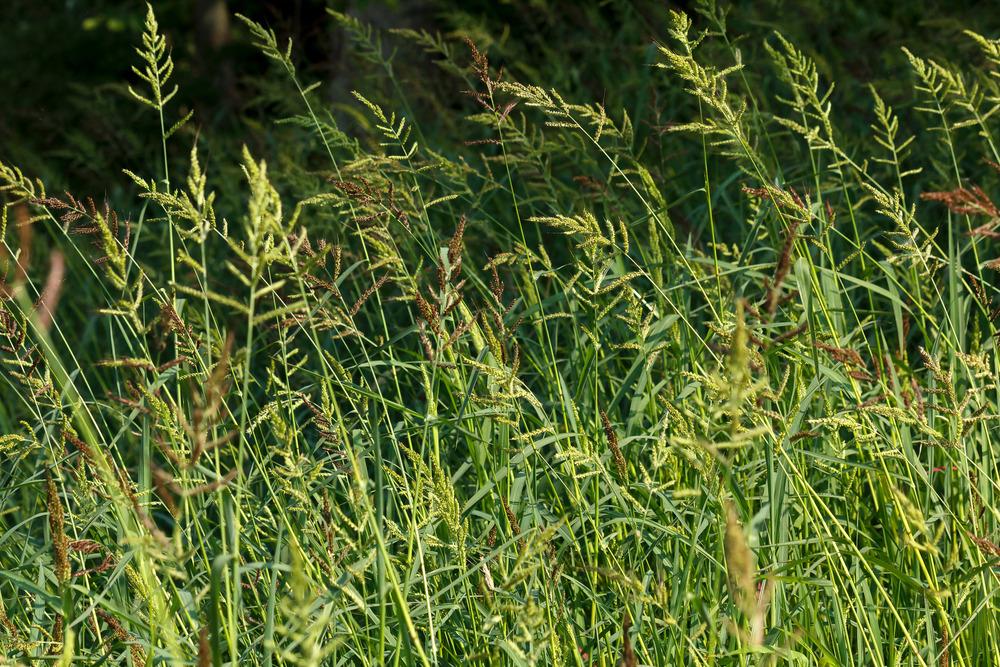 Photo of Barnyard Grass (Echinochloa crus-galli) uploaded by admin