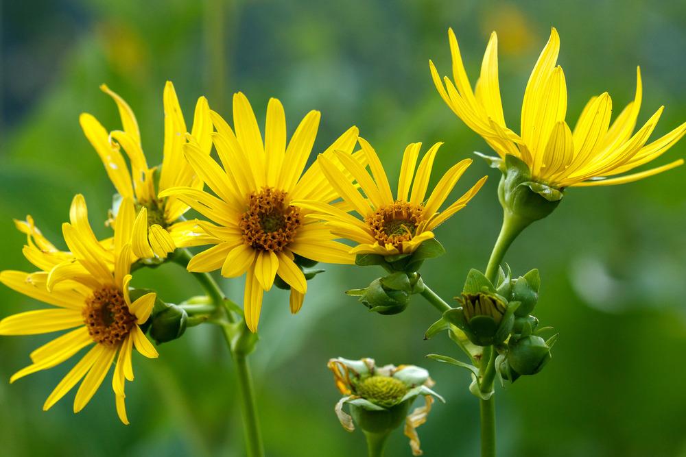Photo of Cup Plant (Silphium perfoliatum) uploaded by admin