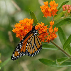 Location: Danaus plexippus (monarch butterfly) on Asclepias tuberosa (butterfly weed)
Photo courtesy of: Tom Potterfield