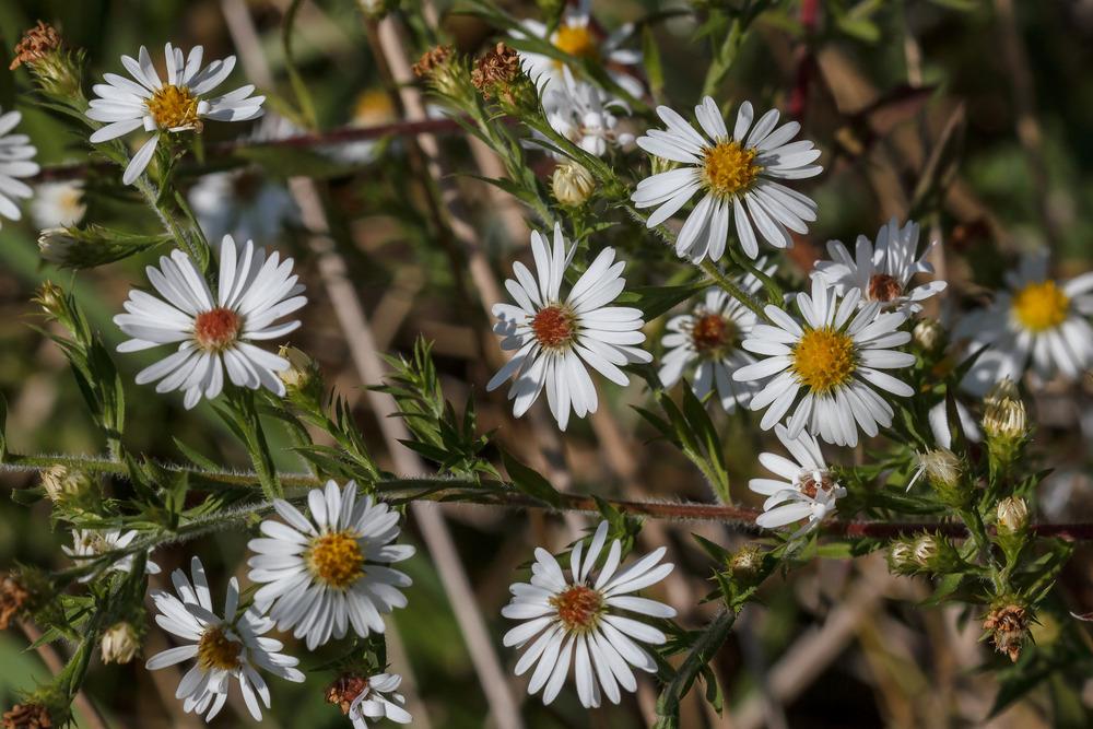 Photo of Hairy Aster (Symphyotrichum pilosum) uploaded by admin