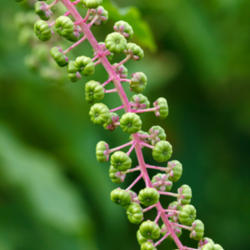 Location: Phytolacca americana (pokeweed), developing fruit
Photo courtesy of: Tom Potterfield