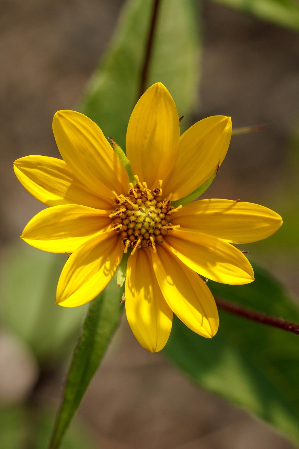 Photo of Sunflower (Helianthus divaricatus) uploaded by admin