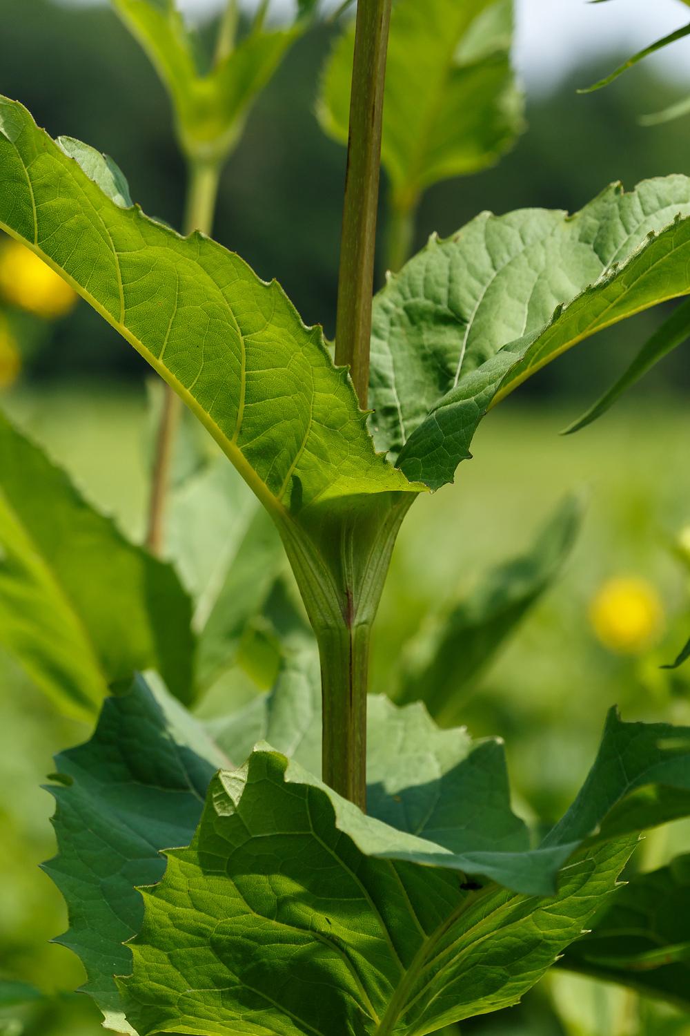 Photo of Cup Plant (Silphium perfoliatum) uploaded by admin