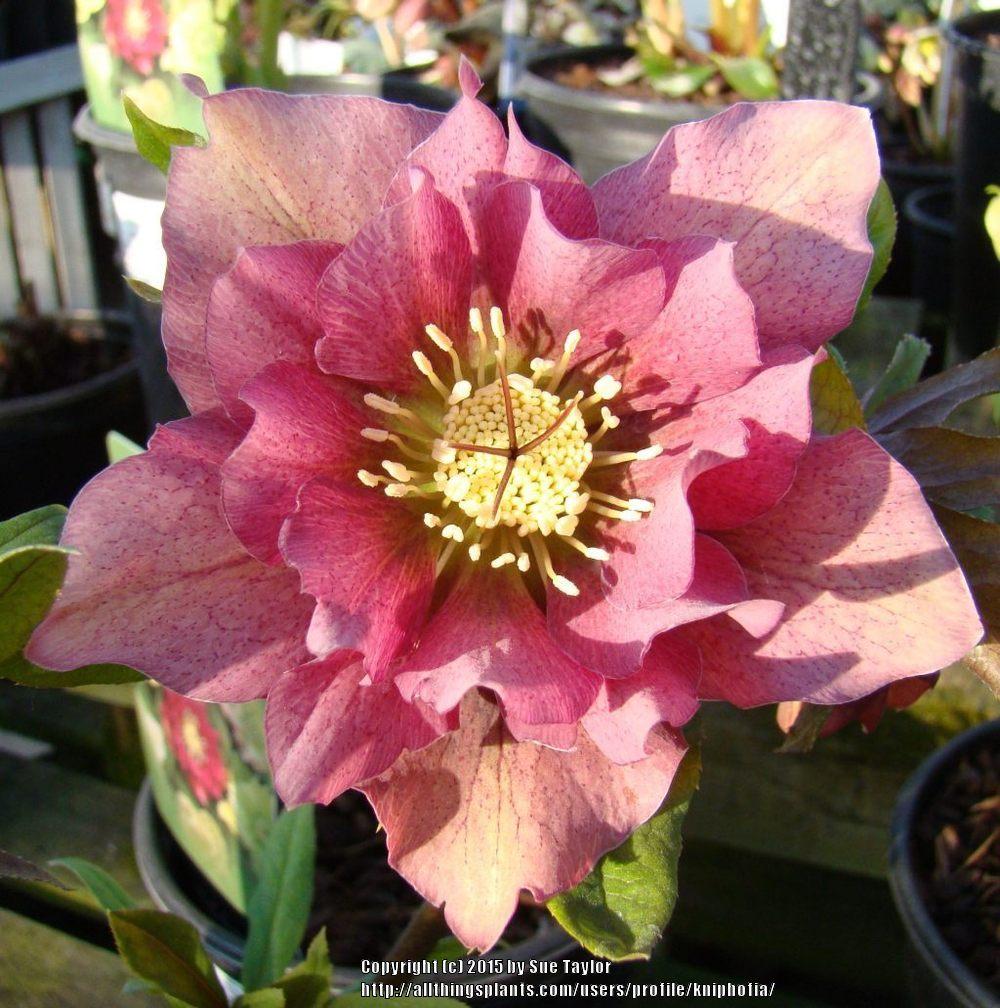 Photo of Hellebore (Helleborus x hybridus 'Double Queen') uploaded by kniphofia