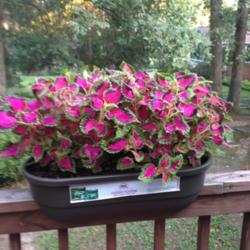 Location: deck railing planter, Maryland Zone 7a
Date: 8/13/2014
coleus Fairway Rose in planter