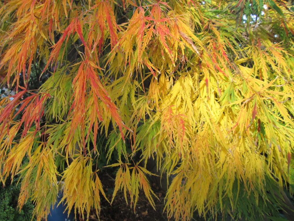 Photo of Japanese Maple (Acer palmatum 'Dissectum') uploaded by sequoia