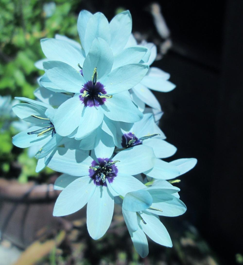 Photo of Green Flowered Corn Lily (Ixia viridiflora) uploaded by sequoia