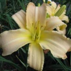 
Photo Courtesy of Rich Howard, CT Daylily. Used with permission