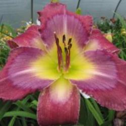 
Photo Courtesy of Rich Howard, CT Daylily, used with permission
