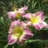 Photo Courtesy of Riverbend Daylily Garden. Used with Permission