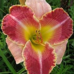 
Photo Courtesy of Lobo Rose And Daylily Gardens. Used with Permis
