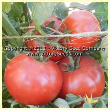 Photo of Tomato (Solanum lycopersicum 'Brandywine') uploaded by MikeD