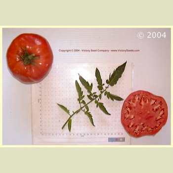 Photo of Tomato (Solanum lycopersicum 'Delicious') uploaded by MikeD