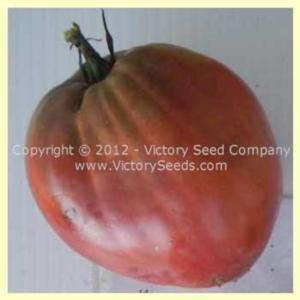 Image used with permission of the Victory Seed Company