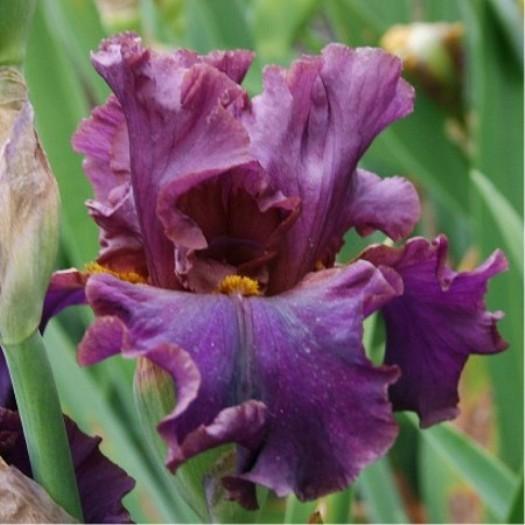 Photo of Tall Bearded Iris (Iris 'That Certain Something') uploaded by Misawa77