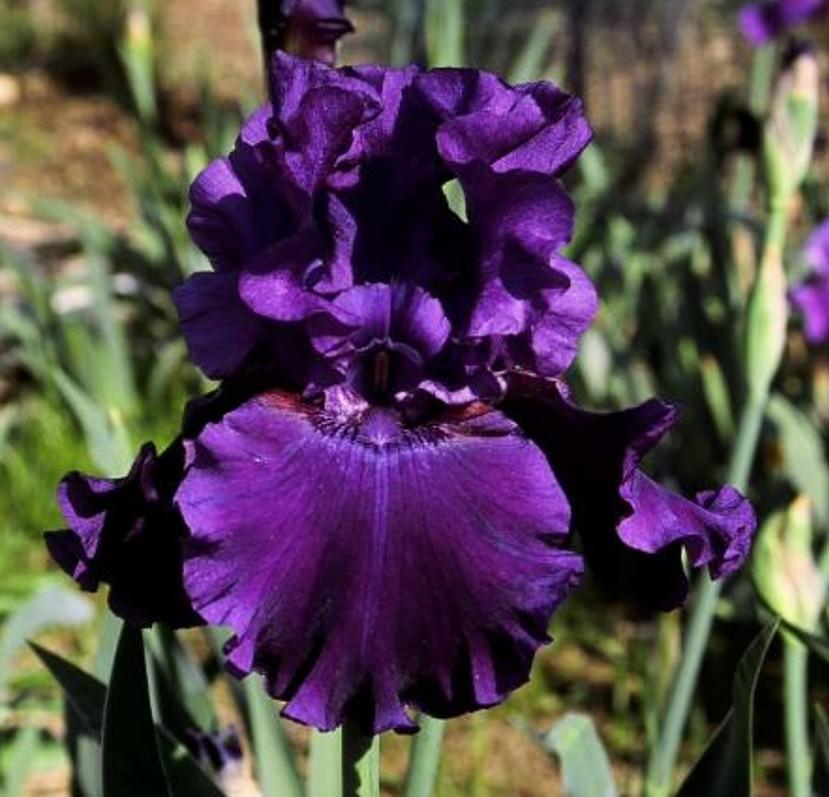 Photo of Tall Bearded Iris (Iris 'Deep Purple Dream') uploaded by Misawa77