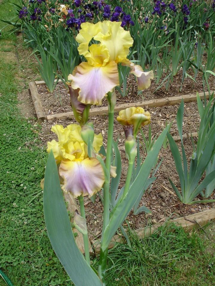 Photo of Tall Bearded Iris (Iris 'Csardas Princess') uploaded by Misawa77