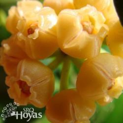Location: SRQHoyas
Date: 2015-02-10
Hoya heuschkeliana ssp. heuschkeliana IML 904