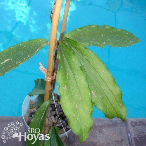 Photo of Wax Plant (Hoya erythrina) uploaded by SRQHoyas