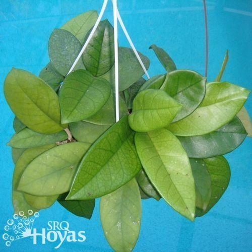 Photo of Wax Plant (Hoya fungii) uploaded by SRQHoyas