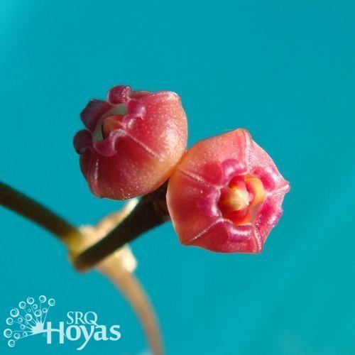 Photo of Wax Plant (Hoya heuschkeliana) uploaded by SRQHoyas
