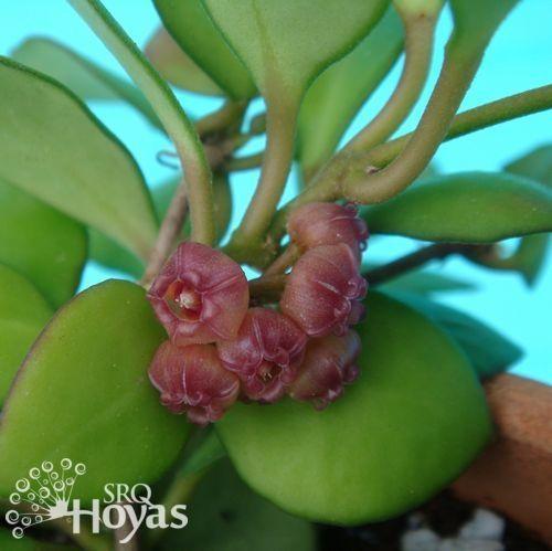 Photo of Wax Plant (Hoya heuschkeliana) uploaded by SRQHoyas