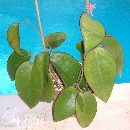 Photo of Wax Plant (Hoya fuscomarginata) uploaded by SRQHoyas