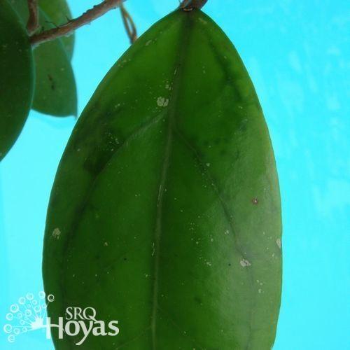 Photo of Wax Plant (Hoya juannguoiana) uploaded by SRQHoyas