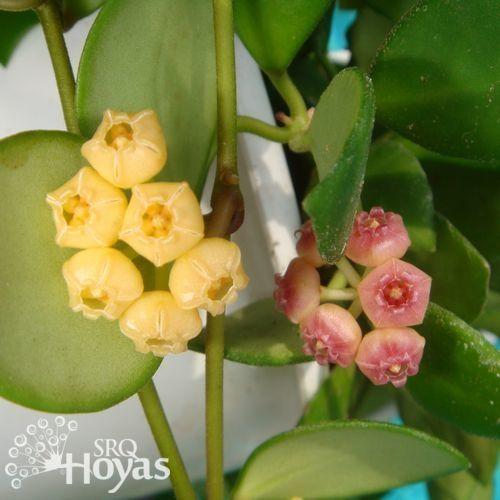 Photo of Wax Plant (Hoya heuschkeliana subsp. heuschkeliana) uploaded by SRQHoyas