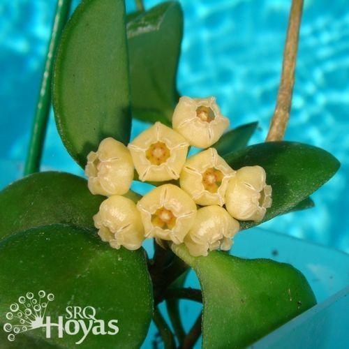 Photo of Wax Plant (Hoya heuschkeliana subsp. heuschkeliana) uploaded by SRQHoyas