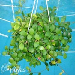 Location: SRQHoyas
Date: 2015-02-10
Hoya heuschkeliana ssp. cajanoae SRQ 3098