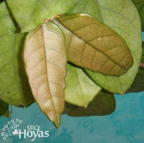 Photo of Wax Plant (Hoya fungii) uploaded by SRQHoyas