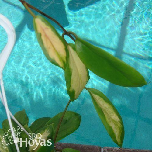 Photo of Wax Plant (Hoya incrassata 'Moonshadow') uploaded by SRQHoyas