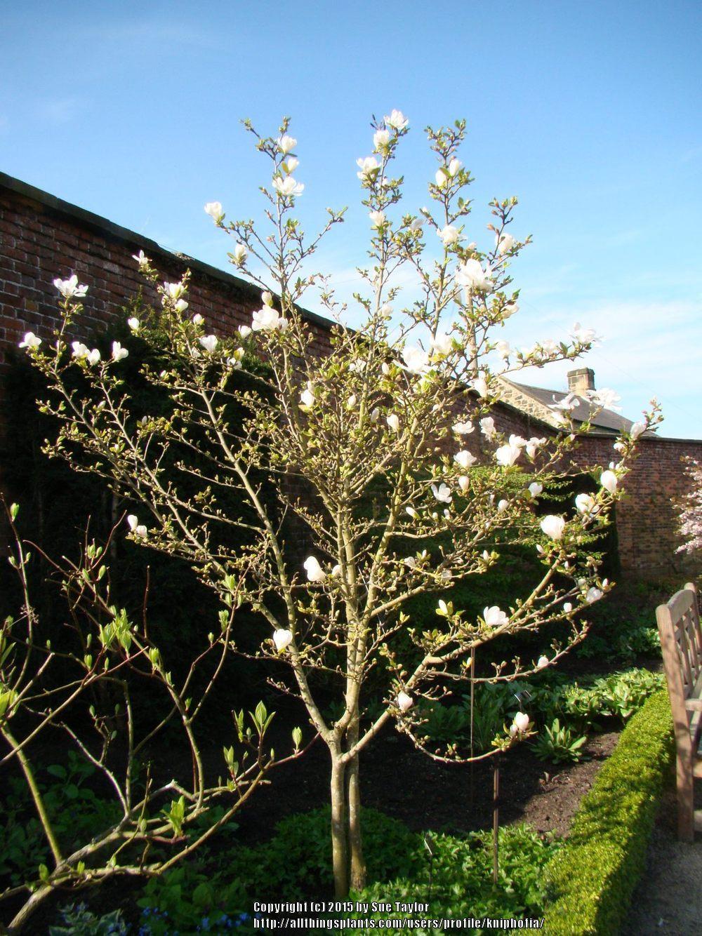 Photo of Loebner Magnolia (Magnolia x loebneri 'Merrill') uploaded by kniphofia