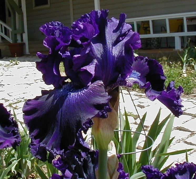 Photo of Tall Bearded Iris (Iris 'Hollywood Nights') uploaded by needrain