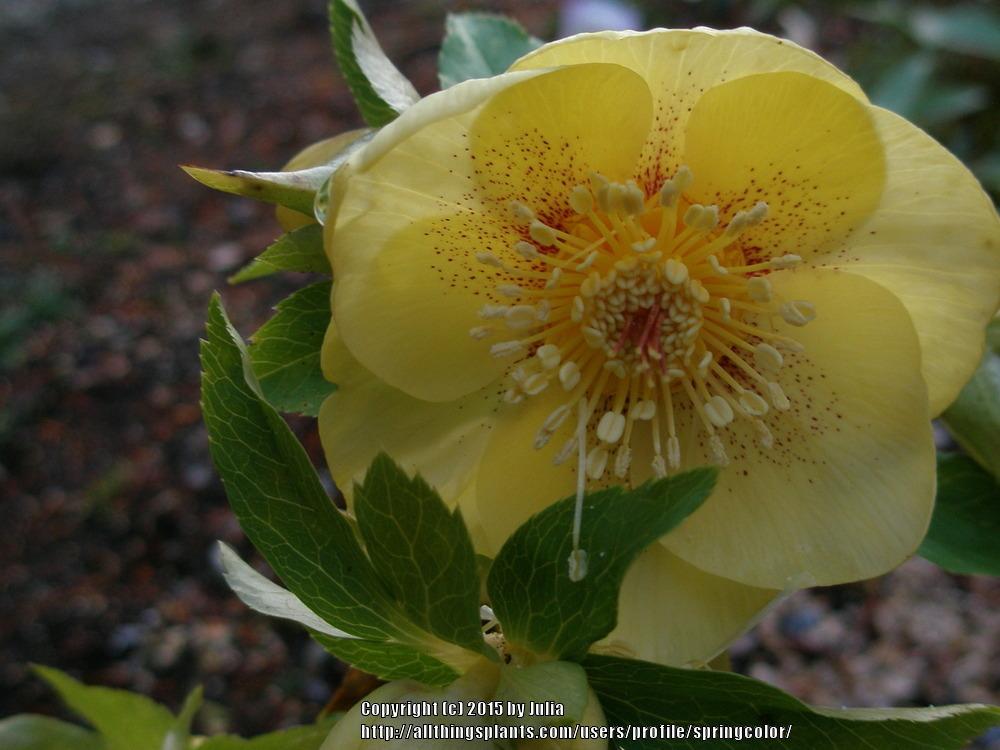 Photo of Hellebore (Helleborus Winter Jewels™ Golden Sunrise) uploaded by springcolor