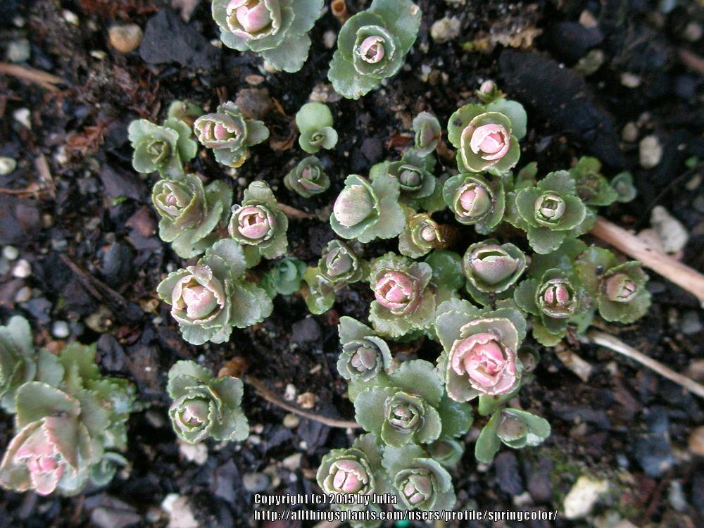 Photo of Stonecrop (Hylotelephium 'Winky') uploaded by springcolor