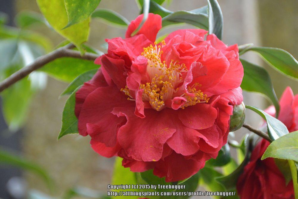 Photo of Common Camellia (Camellia japonica 'Blood of China') uploaded by treehugger
