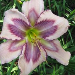 
Photo Courtesy of Rich Howard, CT Daylily, used with permission