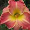 Photo Courtesy of Rich Howard, CT Daylily, used with permission