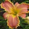 Photo Courtesy of Rich Howard, CT Daylily, used with permission
