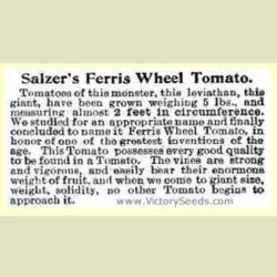 
1898 catalog description - Courtesy of the Victory Seed Company
