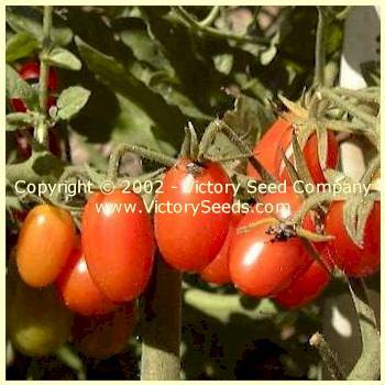 Photo of Tomato (Solanum lycopersicum 'Red Grape') uploaded by MikeD